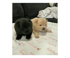 Chow chow puppies ready for rehoming
