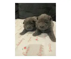 Chow chow puppies ready for rehoming - 2