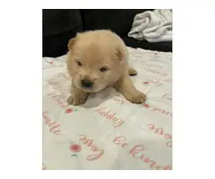 Chow chow puppies ready for rehoming - 3