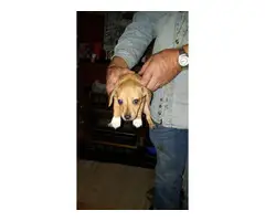 4 Chiweenie puppies for sale