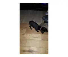 4 Chiweenie puppies for sale - 3