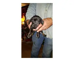 4 Chiweenie puppies for sale - 4