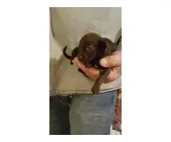 4 Chiweenie puppies for sale - 6