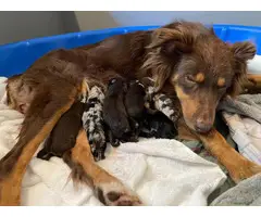 10 Australian Shepherd puppies for sale - 5