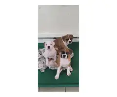 3 beautiful and healthy boxer puppies