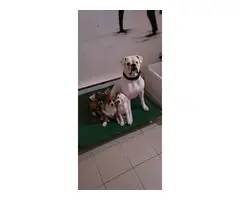 3 beautiful and healthy boxer puppies - 2