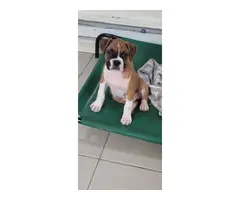 3 beautiful and healthy boxer puppies - 4