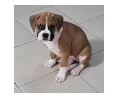 3 beautiful and healthy boxer puppies - 5