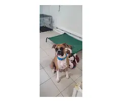 3 beautiful and healthy boxer puppies - 6
