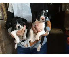 Rat terrier puppies - 2