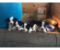 Rat terrier puppies - 3