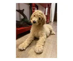 Standard Poodle puppy for sale - 3
