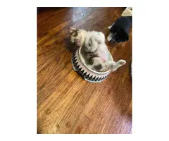 Pomsky Puppy for sale - 4