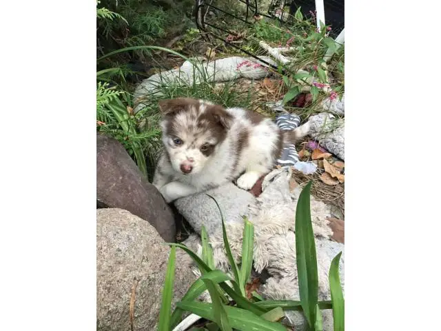 Pomsky Puppy for sale - 5/5