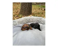 Full breed dachshund puppies 2 males left - 2