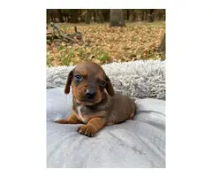 Full breed dachshund puppies 2 males left - 3