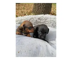 Full breed dachshund puppies 2 males left - 4