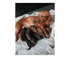 Full breed dachshund puppies 2 males left - 6