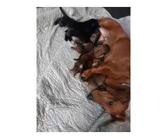 Full breed dachshund puppies 2 males left - 7