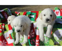 English Cream Golden Retriever puppies for sale - 3