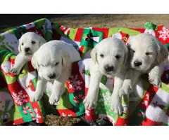 English Cream Golden Retriever puppies for sale - 4
