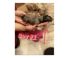 3 mini Aussiedoodle pups for sale - 2