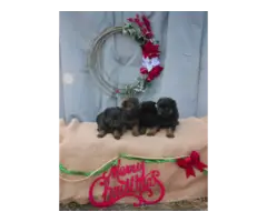 Christmas German Shepherd Puppies - 3