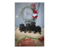 Christmas German Shepherd Puppies - 4