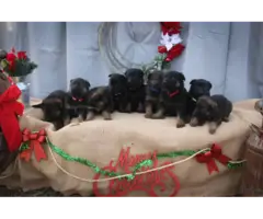 Christmas German Shepherd Puppies - 5