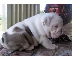 English bulldog Puppies male and Females in need of good home. - 2