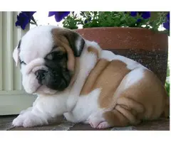 English bulldog Puppies male and Females in need of good home. - 3