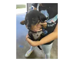 Black and tan dachshund puppies - 4
