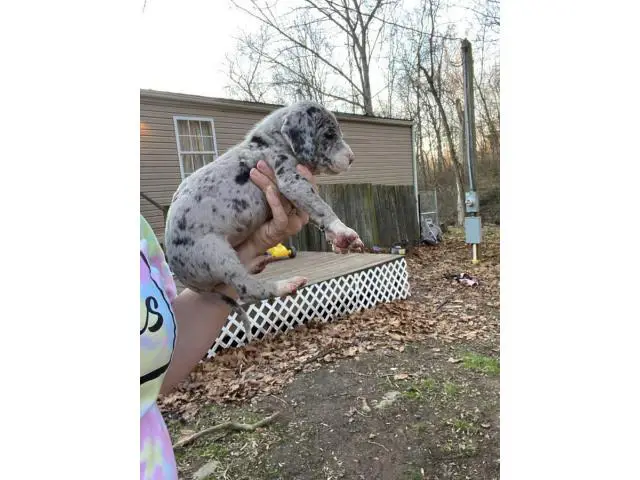 Last 2 Great Dane puppies