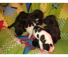 Frenchie puppies for sale - 1