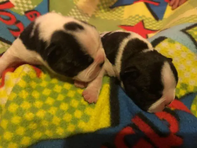 Frenchie puppies for sale - 5/8