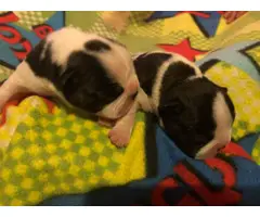 Frenchie puppies for sale - 5