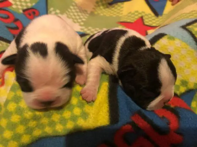 Frenchie puppies for sale - 8/8