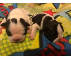Frenchie puppies for sale - 8