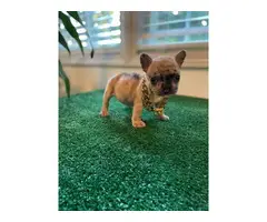8 weeks old French bulldog puppies for sale - 2