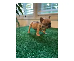 8 weeks old French bulldog puppies for sale - 3