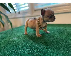 8 weeks old French bulldog puppies for sale - 4