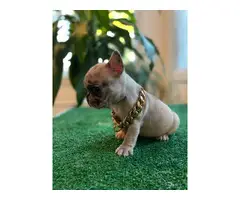 8 weeks old French bulldog puppies for sale - 5