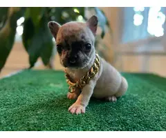 8 weeks old French bulldog puppies for sale - 6