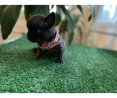 8 weeks old French bulldog puppies for sale - 7
