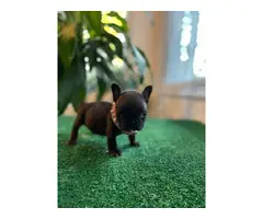 8 weeks old French bulldog puppies for sale - 8