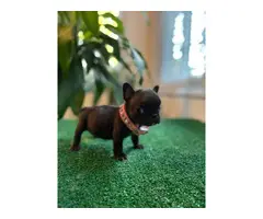 8 weeks old French bulldog puppies for sale - 9