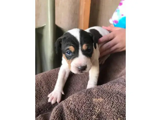 Purebred Rat Terrier babies