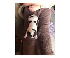 Purebred Rat Terrier babies - 2