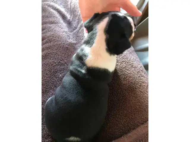 Purebred Rat Terrier Babies Near Chickasha Oklahoma Puppies For Sale 