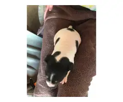 Purebred Rat Terrier babies - 4